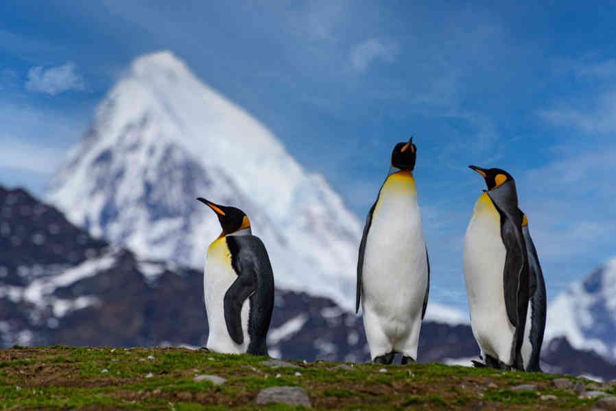 Pingüino Rey - islas Georgias del Sur 063.jpg